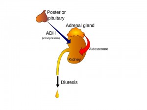 Hormones kidney